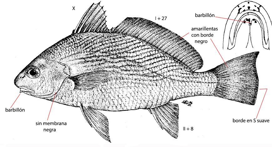 Umbrina canariensis_01.jpg